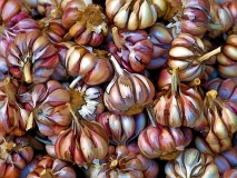 Colorful Garlic
