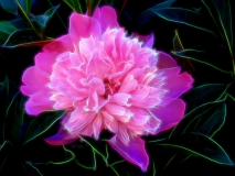 Electric Peony