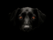 Black Lab