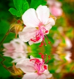 Reflected Geranium