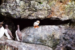 Mocking the Puffin