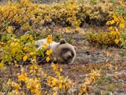 Resting Grizzly