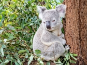 koala