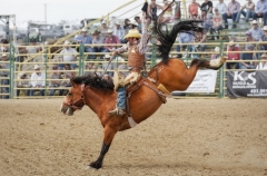 Bucking Bronco