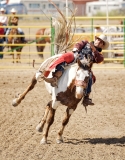 Calgary Cowboy